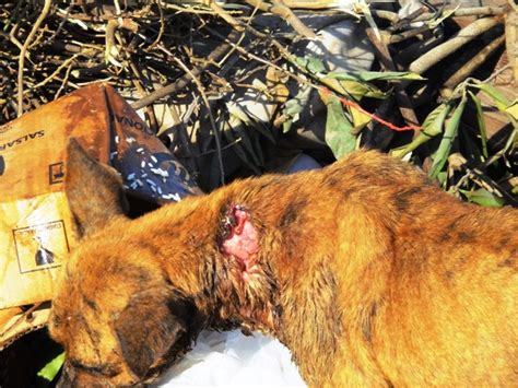 Esteio o click Indiscreto do dia a dia 2021 Cão doente comendo lixo