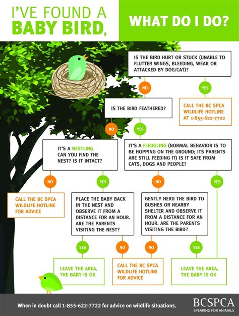 What to do if you found a baby bird