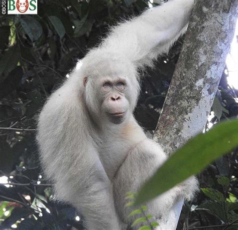 Alba The Albino Orangutan Is Growing Up And Is A Lot Bigger Now R