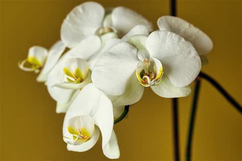 Cómo elegir la mejor corteza para la orquídea Flores y Plantas Iris