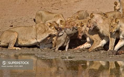 African Lion Panthera Leo Group Killing Warthog At Waterhole After