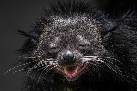 Binturong - Facts and Beyond | Biology Dictionary