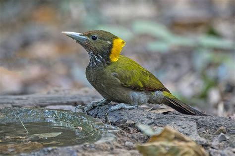 Myanmar Birding Tours Burma Birds Of Myanmar Birdquest