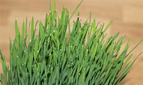 How To Grow Wheatgrass Indoors