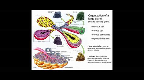 Examples Of Exocrine Glands