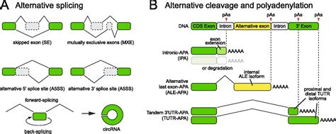 Regulation Of Alternative Splicing And Polyadenylation In Neurons