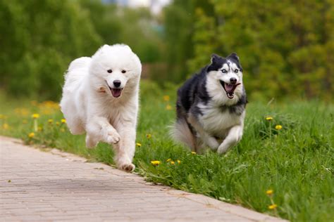 Samoyed Husky Mix: A Tail of Two Breeds