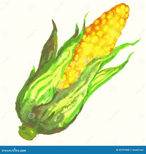 Watercolor Corn Illustration Stock Vector Illustration Of Life