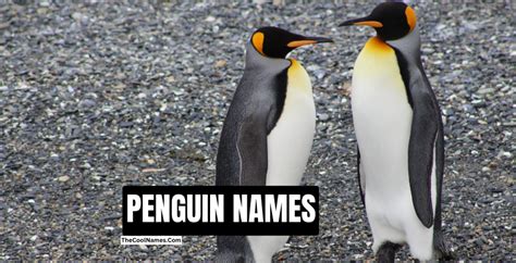 Penguin Names | Best, Cute And Most Popular Name Ideas