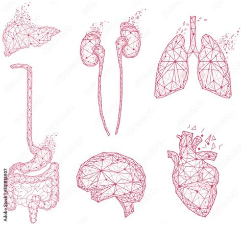 Human Body Internal Organs and Parts Info Poster Stock Vector | Adobe ... 