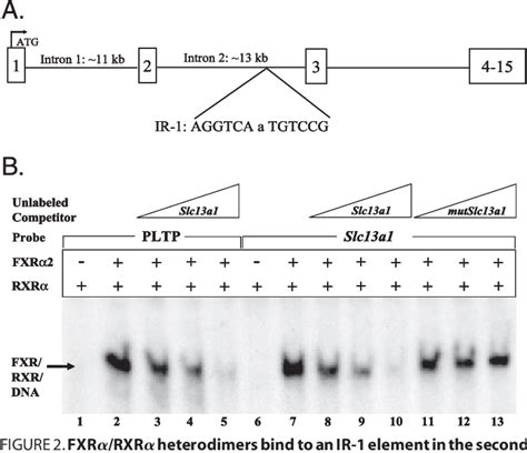 Table 1 From Regulation Of The Sodium Sulfate Co Transporter By