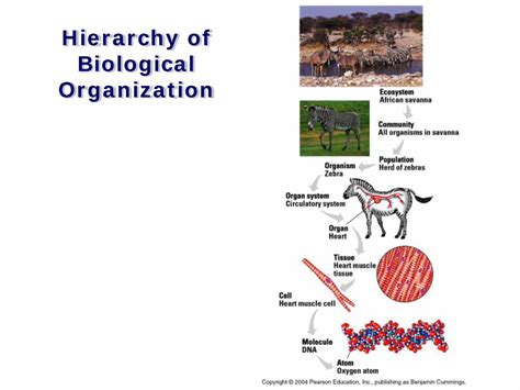 (PDF) Hierarchy of Biological Organization - PDFSLIDE.NET