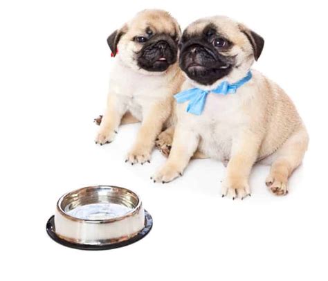 ? Best Food for Pug Puppies & Pug Dog Food 2024 ? GoodPuppyFood