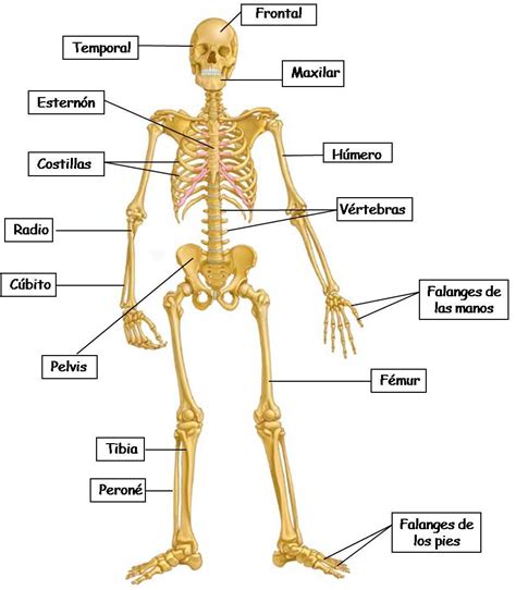 El Cuerpo Humano Los Huesos