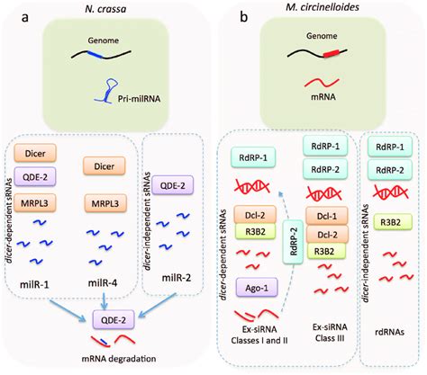 Non Canonical Rna Silencing Pathway In Fungi A Non Canonical