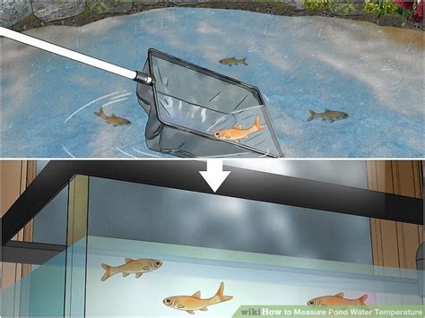 3 Easy Ways To Measure Pond Water Temperature WikiHow Life