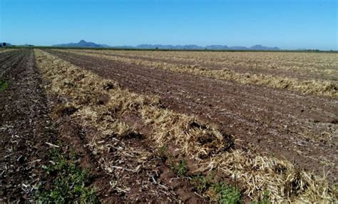 Sequía Acabó Con 35 Mil Hectáreas De Cultivo En Slp Noticias De San