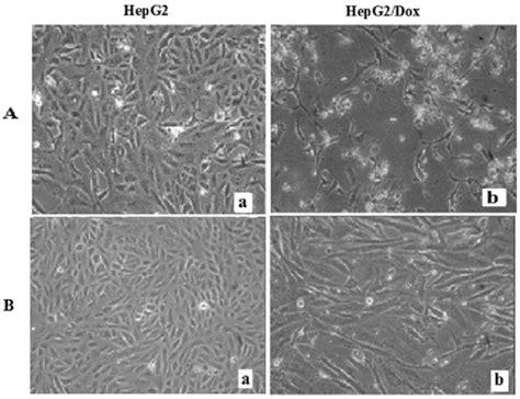 Selection Of Hcc Cells Surviving Dox Treatment Hepg2 Human Hcc Cell Download Scientific