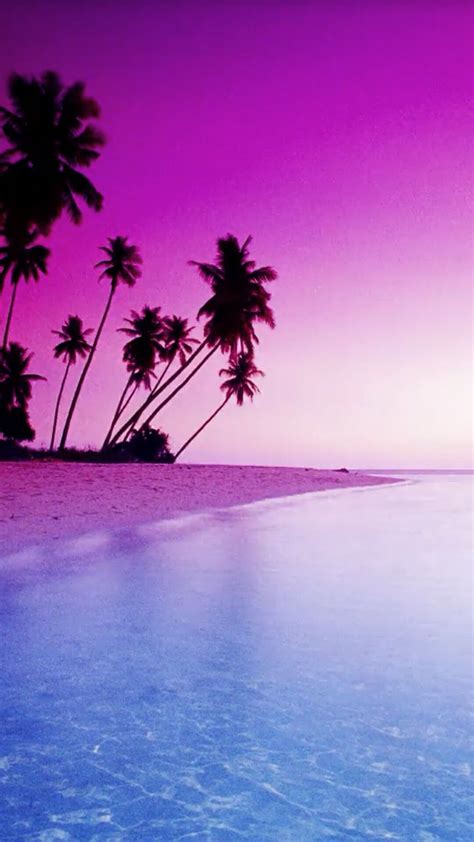 Palm Tree Pink Sunset Wallpaper