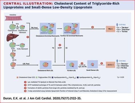 Triglyceride Rich Lipoprotein Cholesterol Small Dense Ldl Cholesterol