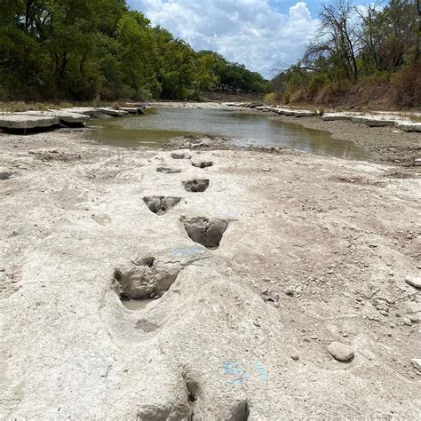 Receding Water Levels In Texas Reveal 113 Million Year Old Dinosaur