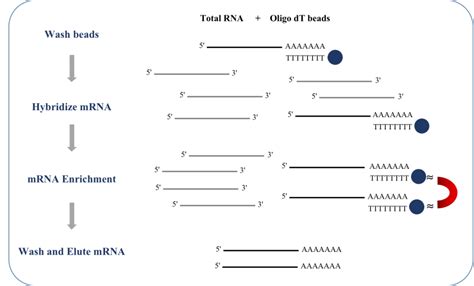 Magbeadstm Oligo Dt Mrna