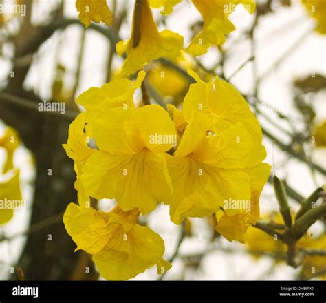 Handroanthus Chrysanthus Fotograf As E Im Genes De Alta Resoluci N Alamy