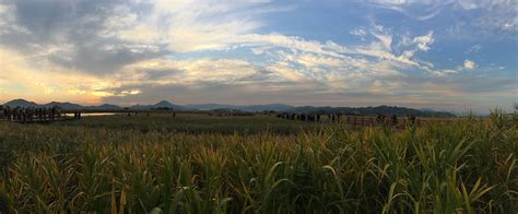 Suncheonman Bay Wetland Reserve, Suncheon, South Korea