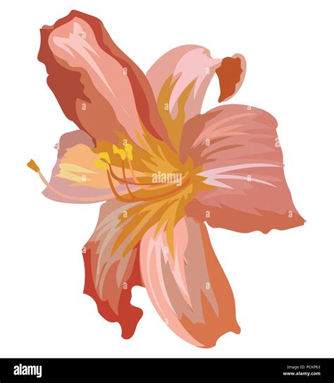 Lilium Flower Vector Colorful Illustration Isolated On White