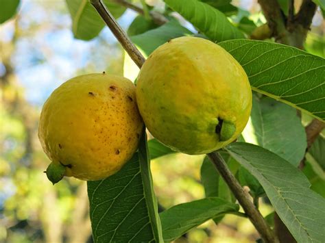 En El Jardin Guayaba Psidium Guajava