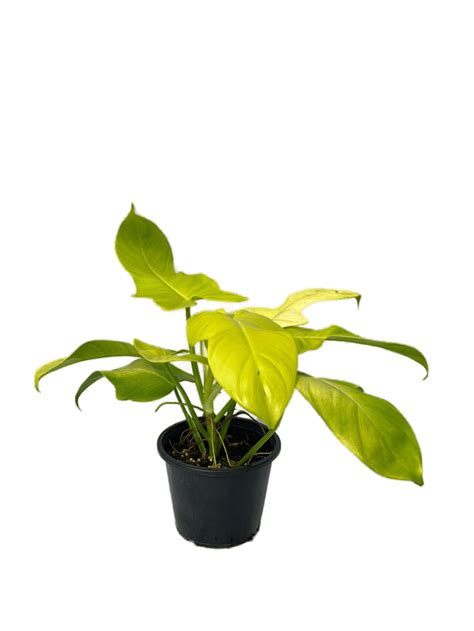 Philodendron Bipennifolium Gold Thai Exotic Greenery