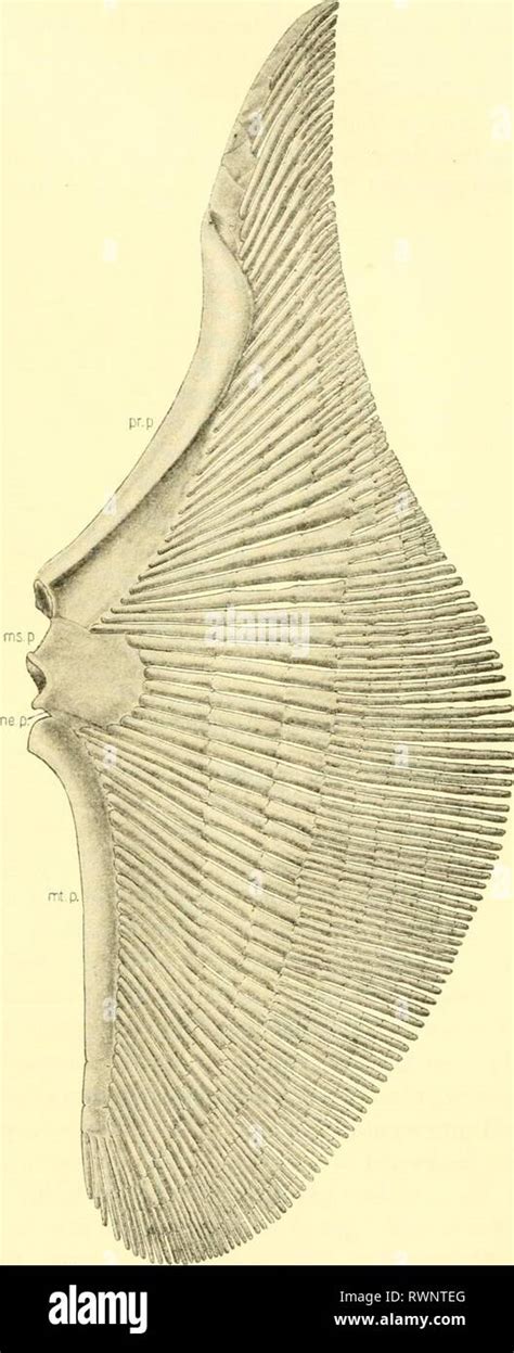 The Elasmobranch Fishes 1934 Stock Photo Alamy