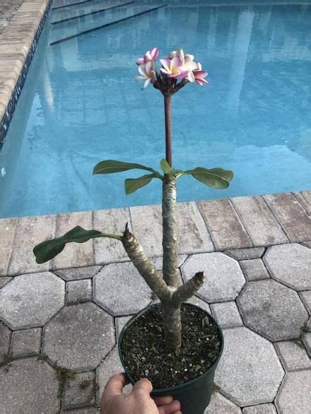 How To Grow Plumeria From Cuttings A Step By Step Guide Plumeria