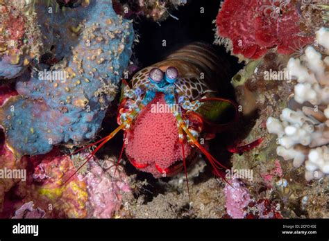 Peacock Mantis Shrimp Odontodactylus Scyllarus Dumaguete Philippines