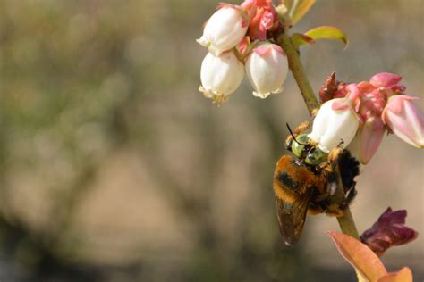 Notes From The Field A Research Partner Discovers A Carpenter Bee In