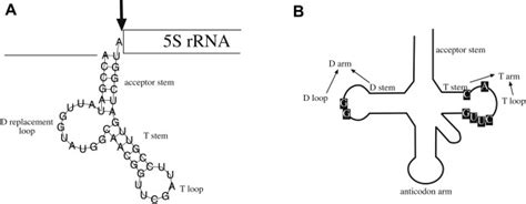 A Trna Like Element Is Located Upstream Of The 5s Rrna A Schematic