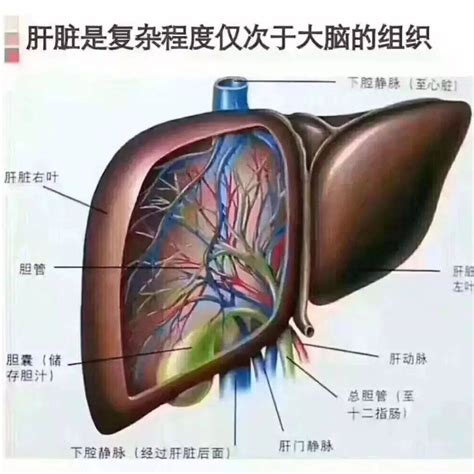 肝好命才好，记得常给肝胆排毒养肝肝脏症状