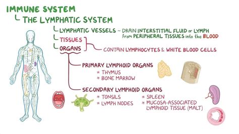 Gallbladder Histology Osmosis The Best Porn Website