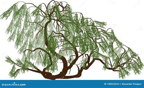 Green Weeping Willow On White Stock Vector Illustration Of Object