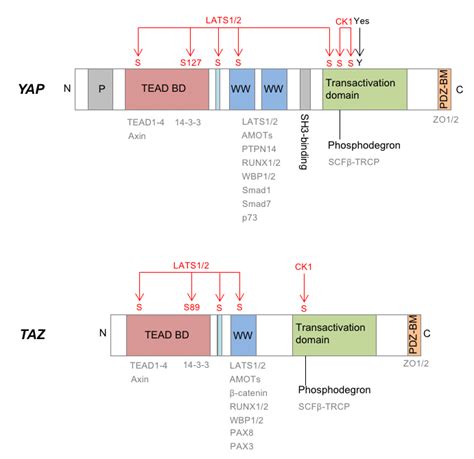 Schematic Depiction Of Yap And Taz Domain Organization