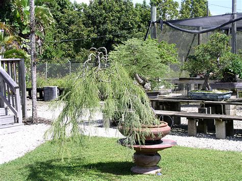 Florida Flowers And Gardens The Bonsai Garden At Miami Tropical Bonsai Nursery