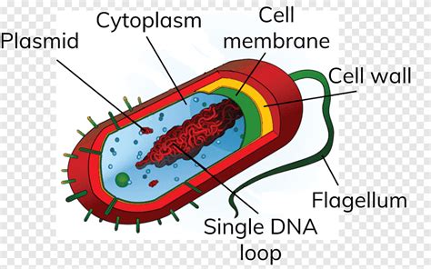 Bacterial Cell Diagram Labeled