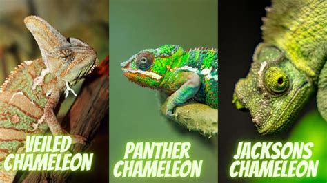 Why Are Female Chameleons Cheaper Price Chart Acuario Pets