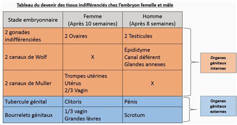 Cours Du Science De La Vie Et De La Terre Comment Se Mettent En Place