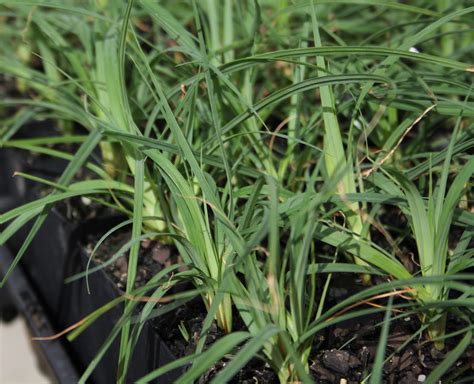 Carex glauca - Blue Cascade PBR