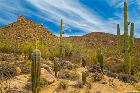 Saguaro National Park | Saguaro National Park, Arizona | Steve Shames ...