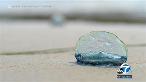 Blue Jelly Like Creatures Popping Up Along Beaches But What Are They