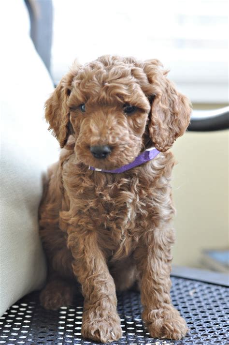 Faithful Doodles 6 Week Old F1b English Goldendoodles Southern