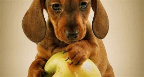 Conoces Las Frutas Que Tu Perro Puede Comer Y Disfrutar Alto