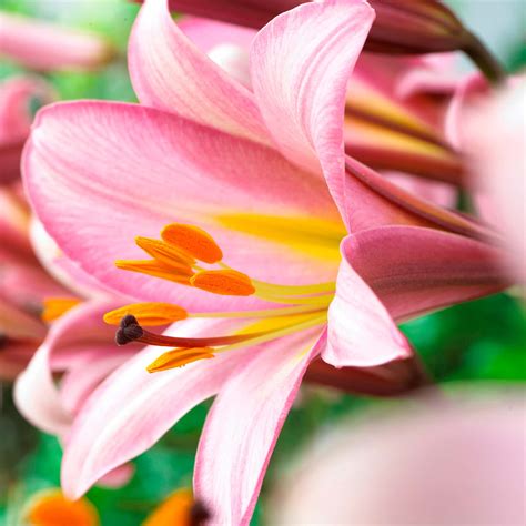 Buy Pink Planet Bulbs Online - Lilies, Spring, Trumpet Lilies - Bloms ...